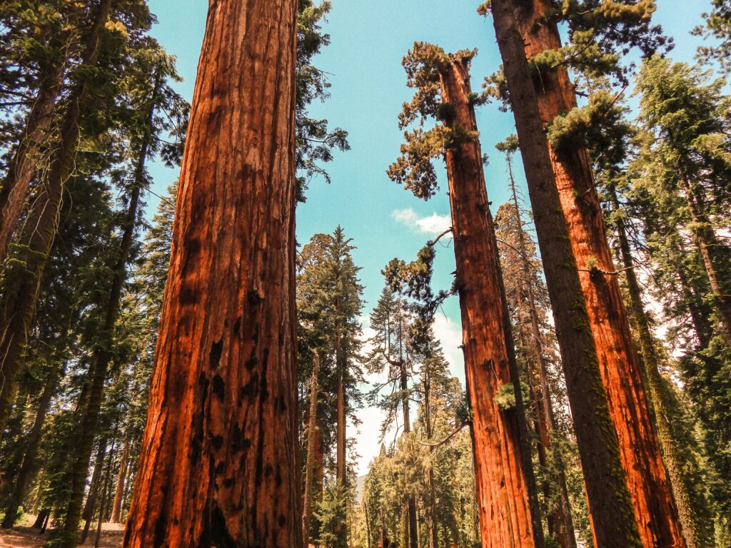 Sequoia National Park