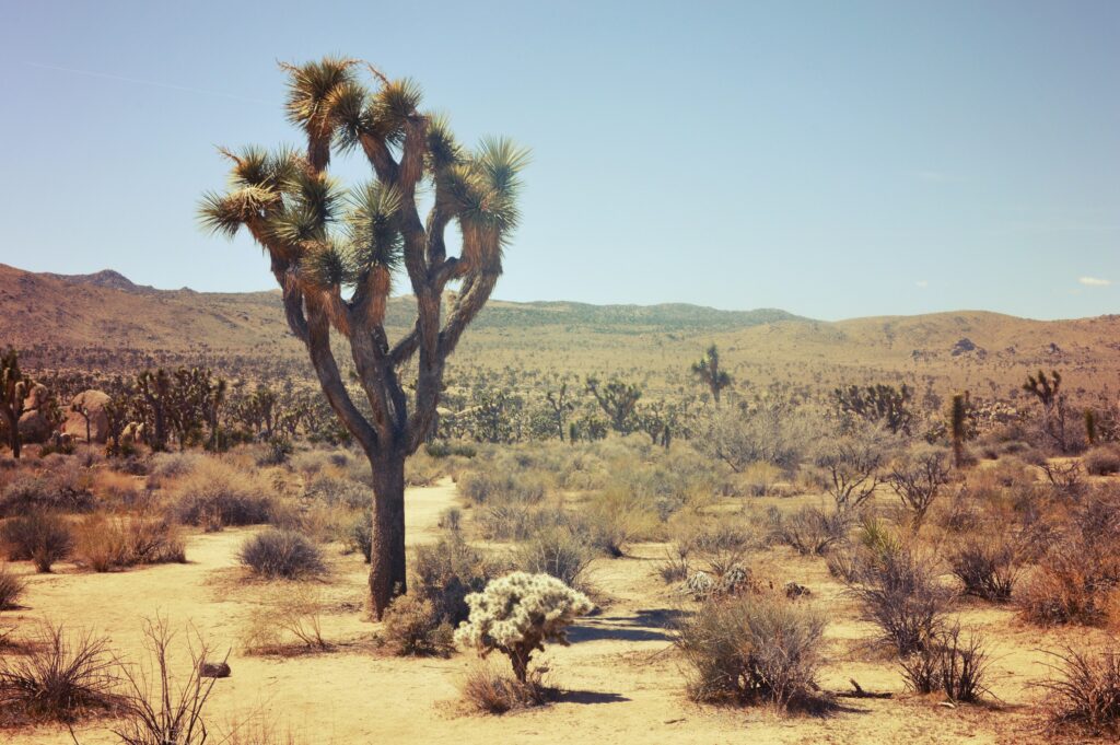 Joshua Tree National Park